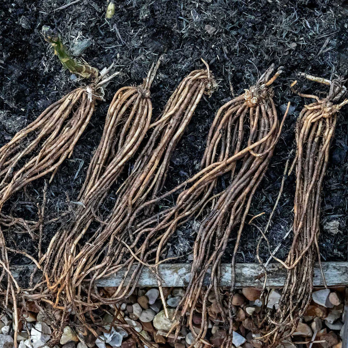 Asparagus Crown 'Aspalim'