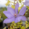 Clematis Hybrid 'Mrs Cholmondeley'