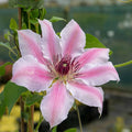 Clematis 'Nelly Moser'