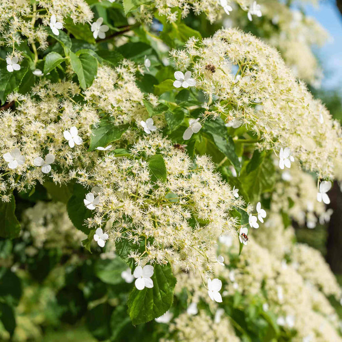 Climbing Hydrangea 'Petiolaris'
