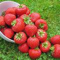 Everbearing Strawberry 'Finesse'