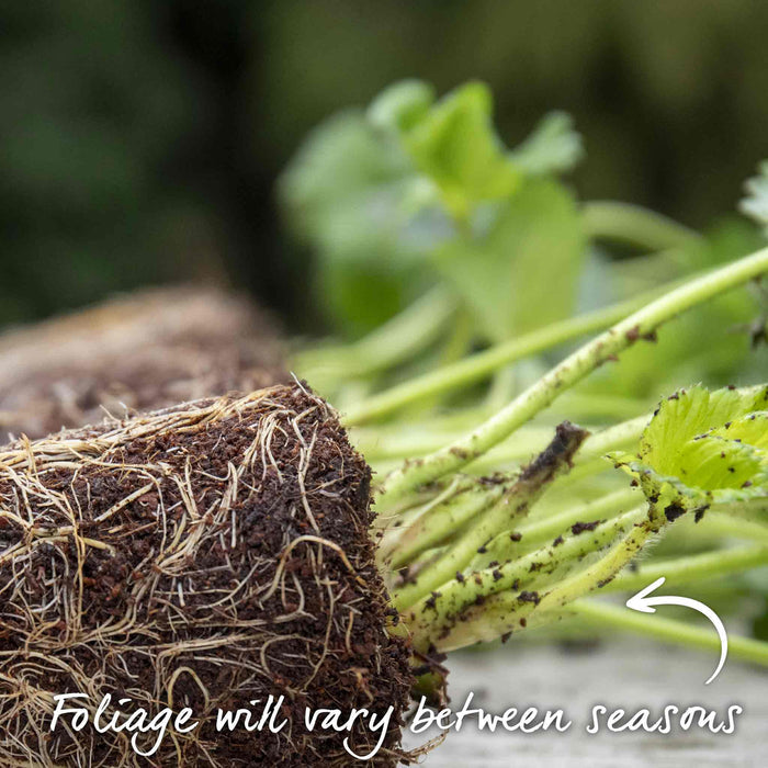 Everbearing Strawberry 'Finesse'