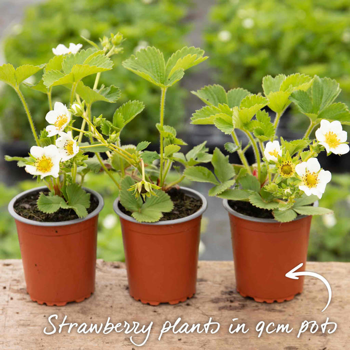 Everbearing Strawberry 'Flamenco'