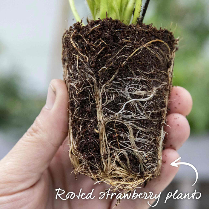 Everbearing Strawberry  'Malling Champion'