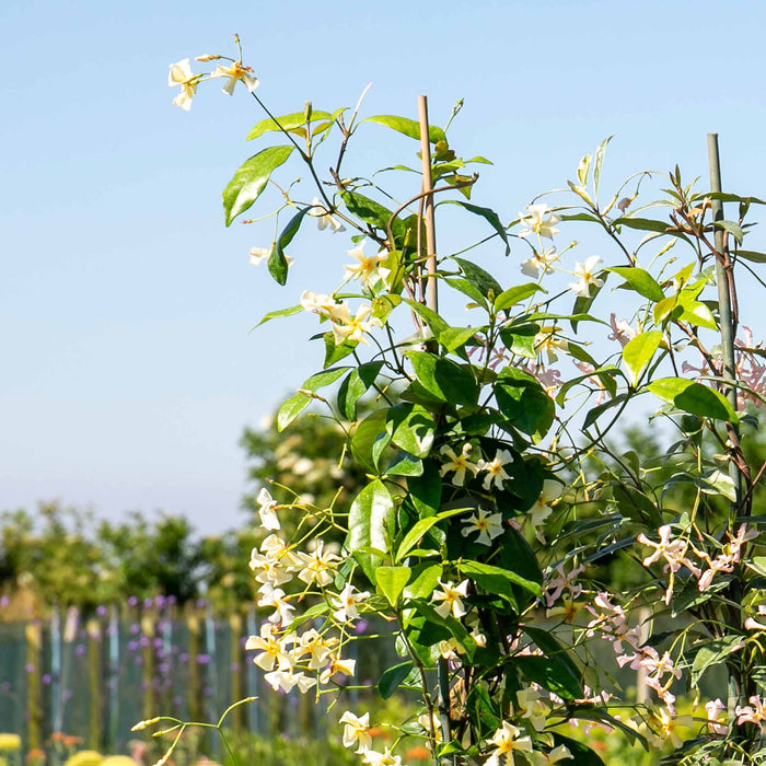 Star Jasmine 'Star of Toscane'