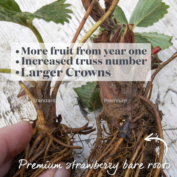 Strawberry  'Allegro'
