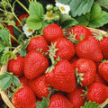 Strawberry 'Cambridge Favourite'