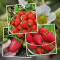 Strawberry 'Long Cropping' Collection