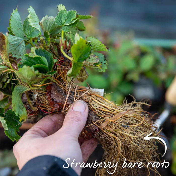 Strawberry 'Long Cropping' Collection