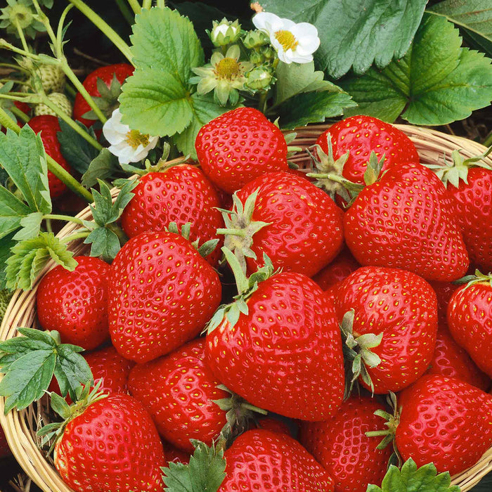 Strawberry 'Long Cropping' Collection