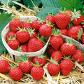 Strawberry 'Mara De Bois'