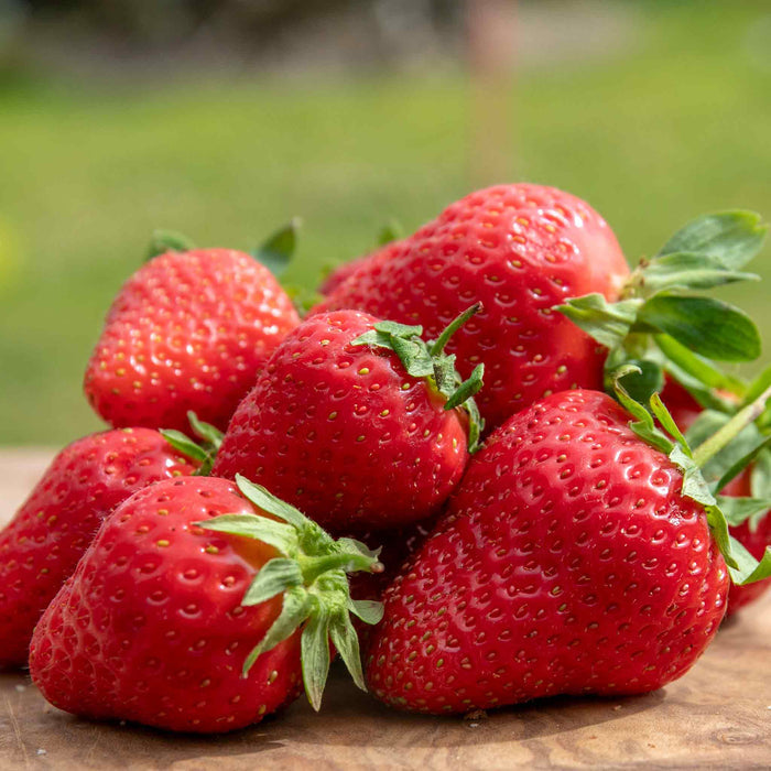 Strawberry 'Marshmello'