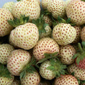 Strawberry 'Snow White'