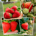 Strawberry 'Sweetest Tasting' Collection